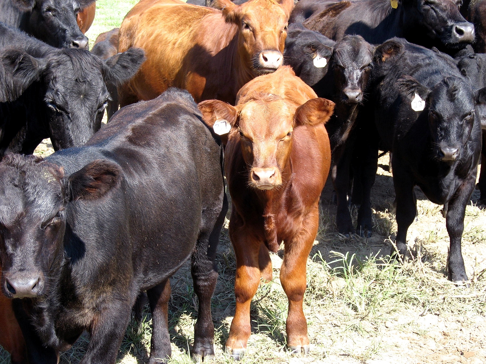 Red Angus Black Angus Calf Bull Heifer Cattle Portrait