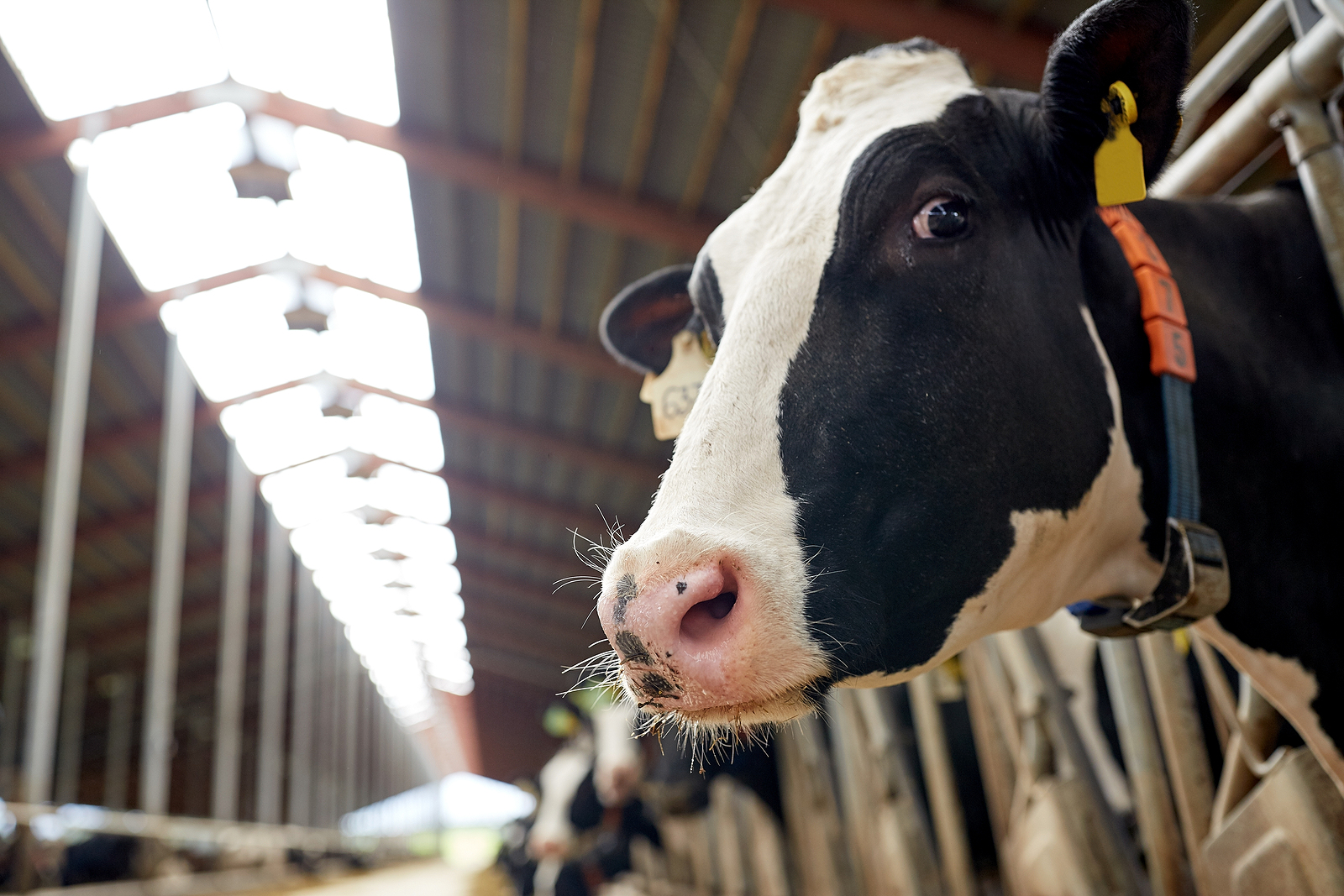 agriculture industry, farming and animal husbandry concept – her