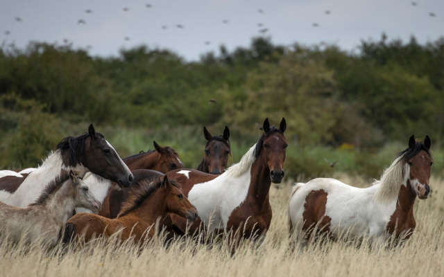 Animal.Horse.Wild Horses